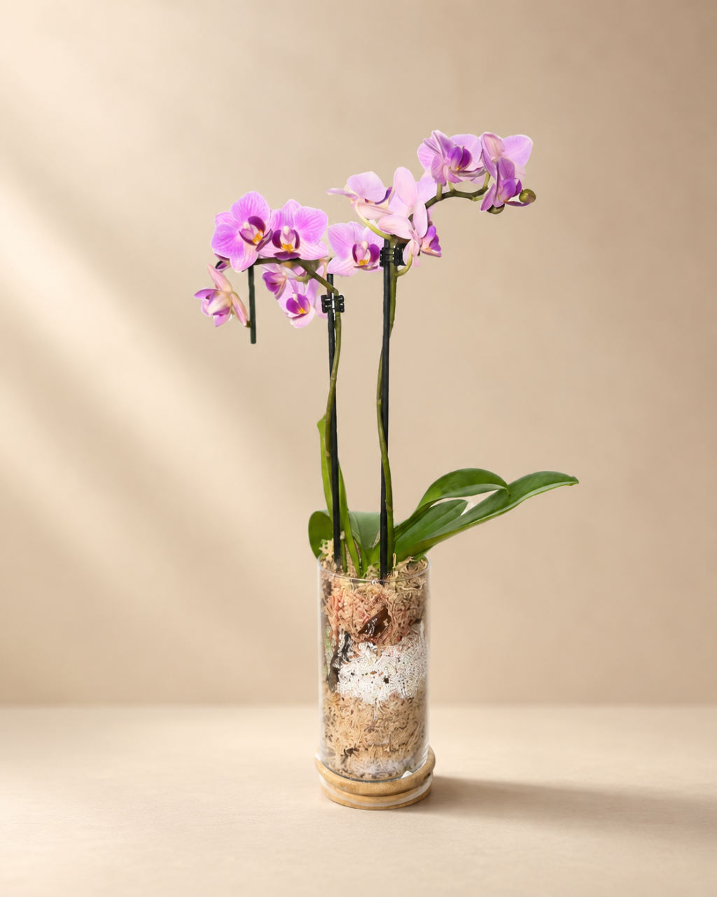Orquídea Phalaenopsis Premium