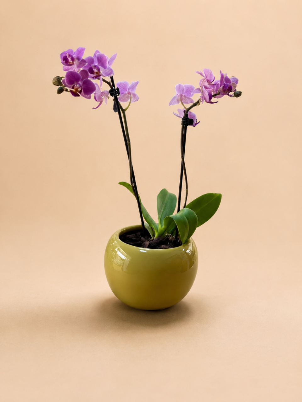 Orquídea Dupla em Vaso de Cerâmica